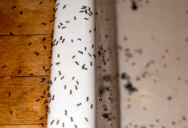 Best Pest Control Near Me  in Blue Jay, OH